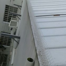Imagen de pinchos anti aves en cornisa de tejado