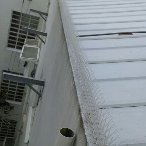 Imagen de pinchos anti aves en cornisa de tejado